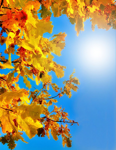 秋季橡木叶子衬托着蓝天