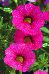 calibrachoa 狂欢节，矮牵牛花用水落