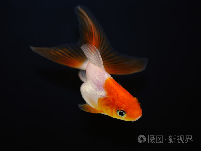 黑色背景上的金鱼
