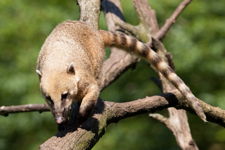 墨西哥浣熊南美浣熊或环尾浣熊 (nasua nasua) 走照片