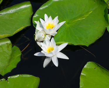 水中百合