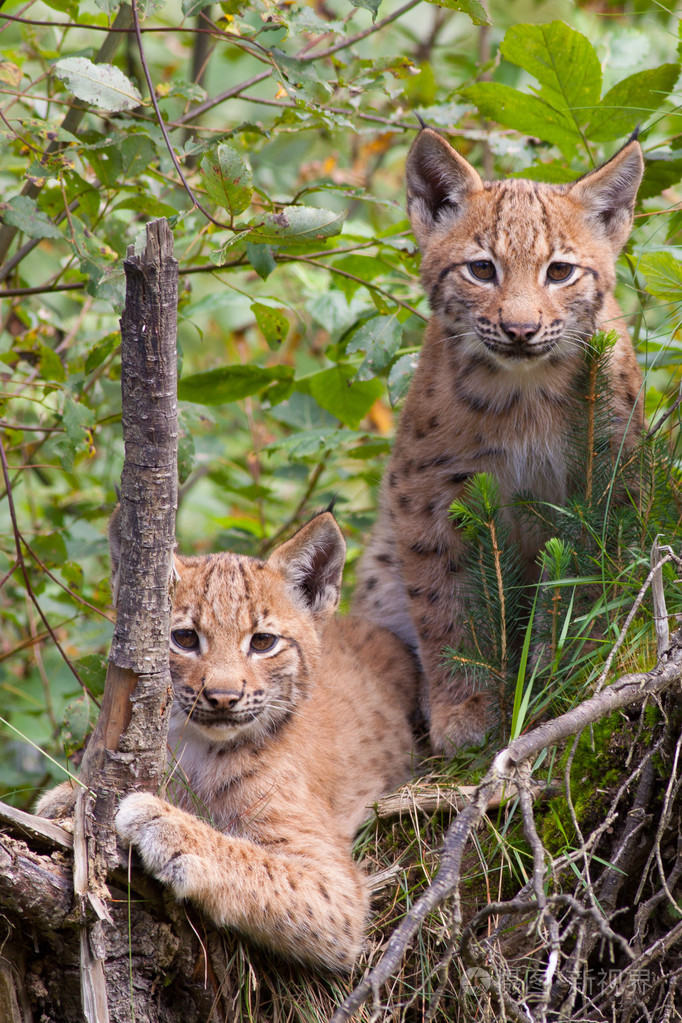 两个猞猁幼仔jpg
