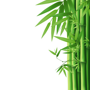 竹子叶孤立在白色背景上绿色的竹子叶照片