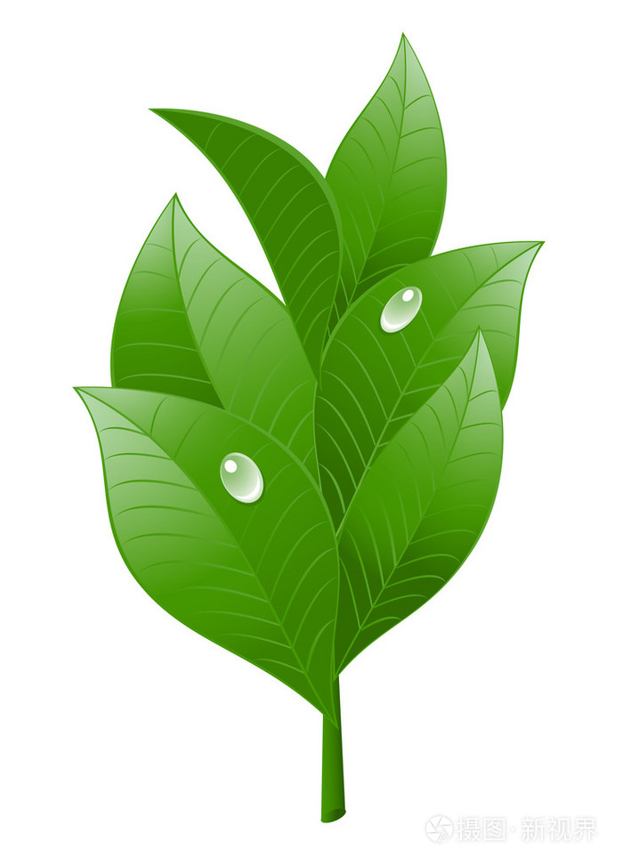 在白色背景上的茶叶矢量插画