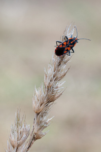 spilostethus 鲈