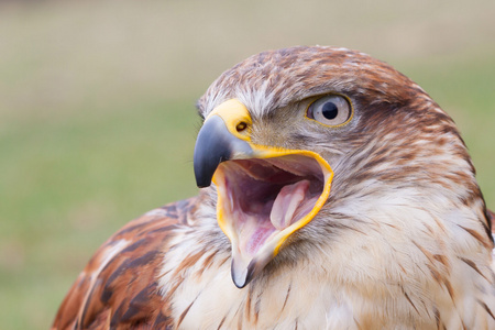 利用开放的鸟喙长腿秃鹰的肖像照片