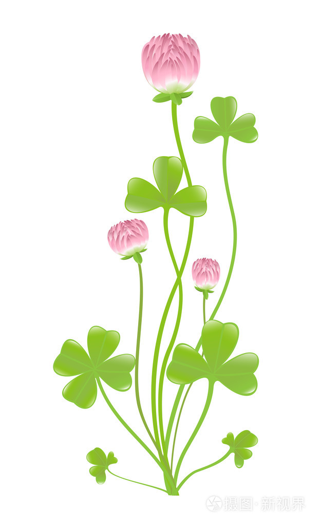 三叶草.矢量插画