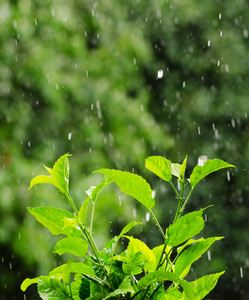 雨