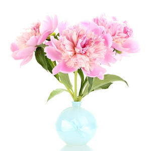 三个粉色牡丹花瓶上白色隔离