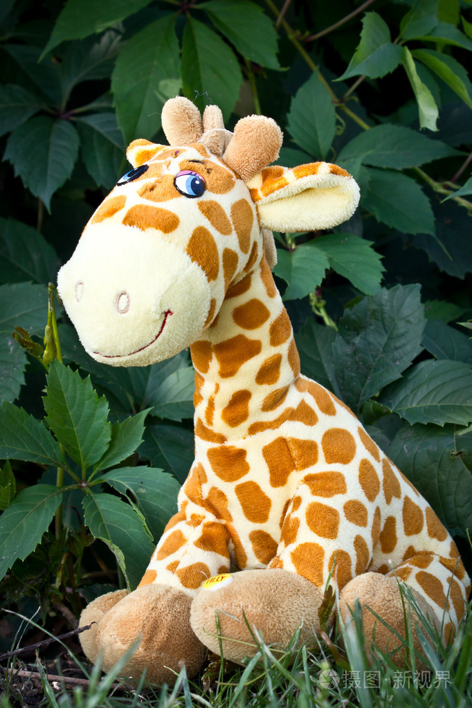 坐在草地上的长颈鹿