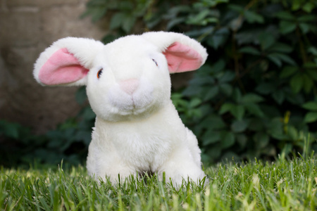 小兔子坐在草地上