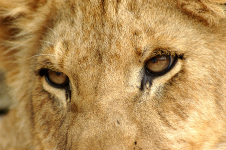 特写狮子的眼睛狮子特写,眼睛聪明动物的眼睛.