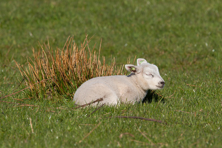 在一片草地上睡觉的小羊