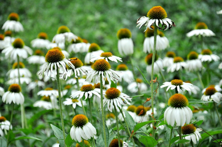 白色的花