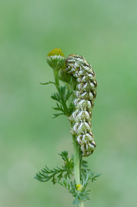 Cucullia 洋甘菊