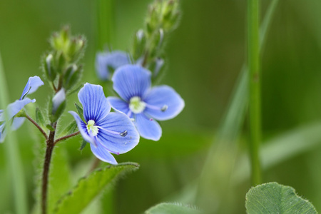 野花潘茜