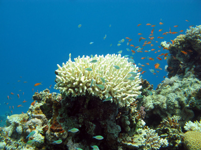 珊瑚礁与外来鱼类