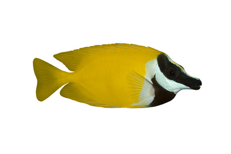 热带鱼黄斑篮子鱼长尾上白色隔离