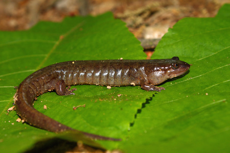 duskydesmognathus conanti