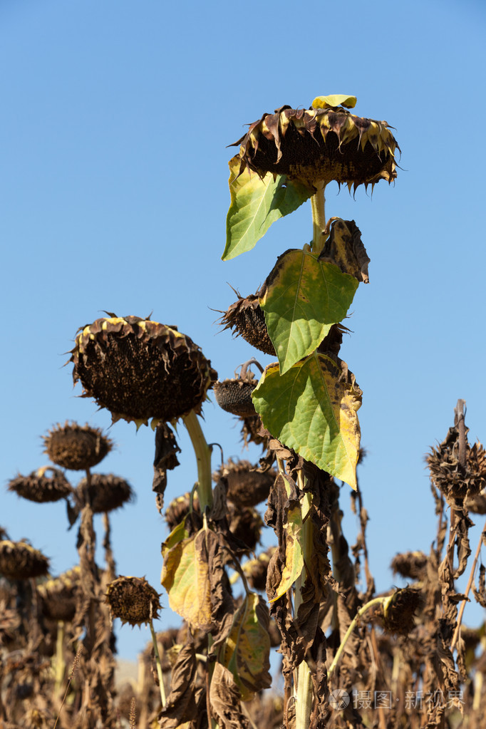 准备为他们的种子收获成熟的向日葵