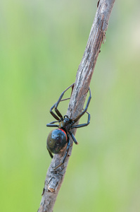 Steatoda Payulliana