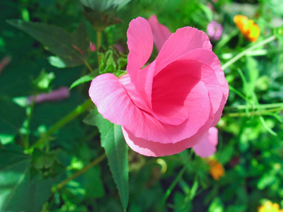 融化粉红色 lavatera 花