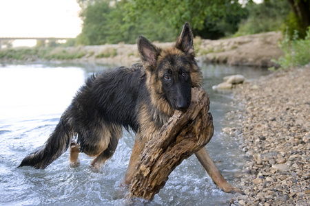 在水中的德国牧羊犬