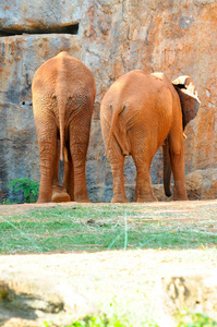 红色非洲大象