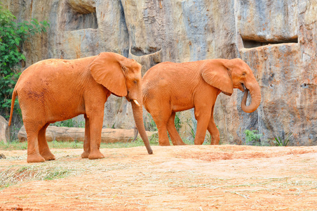 红色非洲大象
