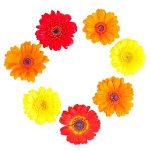 橙色，红色和黄色的非洲菊菊花覆盖着露滴眼液对孤立的白色背景