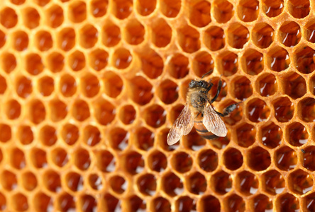 自然背景与蜂窝图片