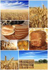 传统面包 小麦和谷物的拼贴画