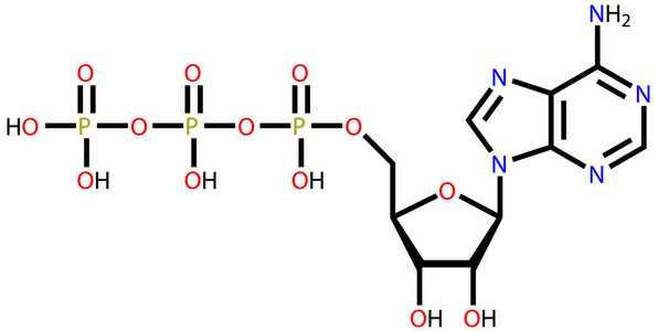 三磷酸腺苷分子结构式图片