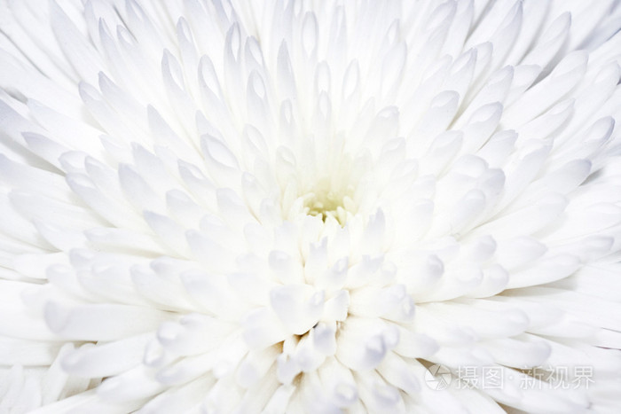 白菊花花的特写