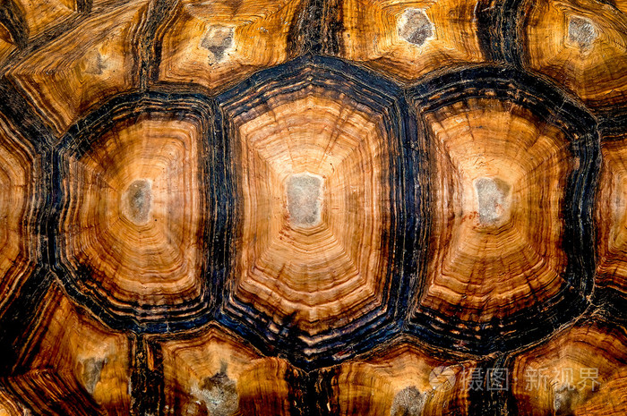 乌龟的壳的六角形纹理的近距离视图