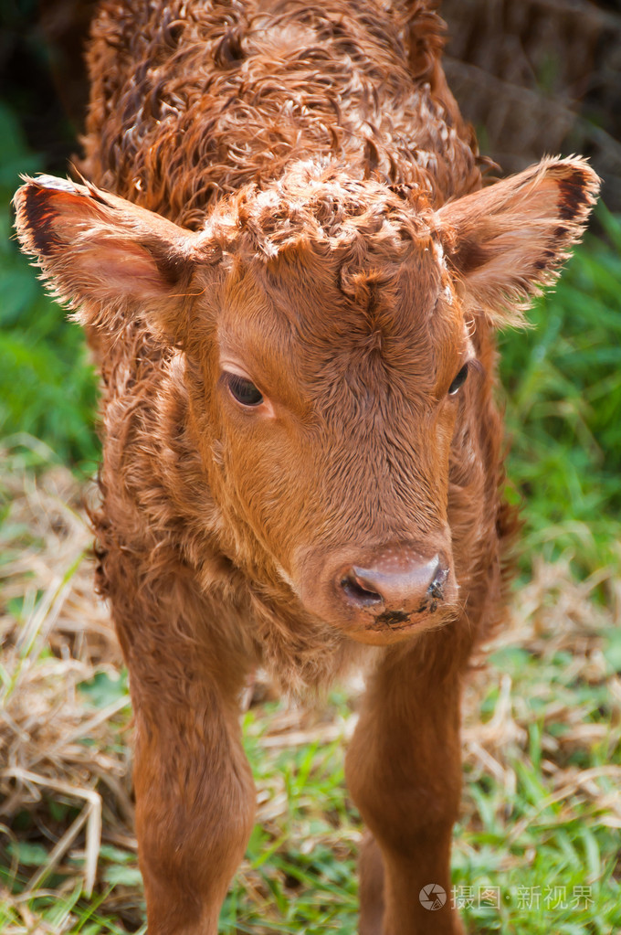 新出生的小牛