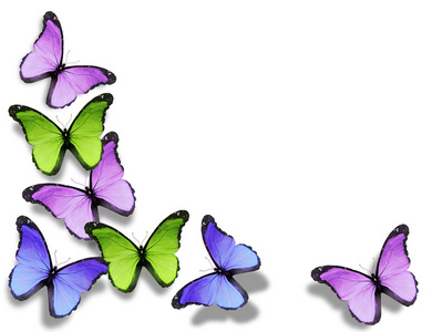 不同的蝴蝶，在白色背景上孤立