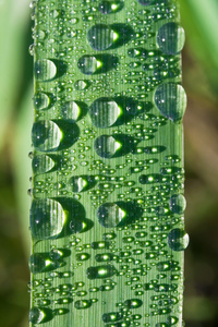 近距离在植物上的露珠水滴视图