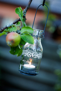 灯笼挂在苹果树