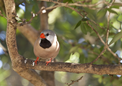 轴尾雀科poephila acuticauda