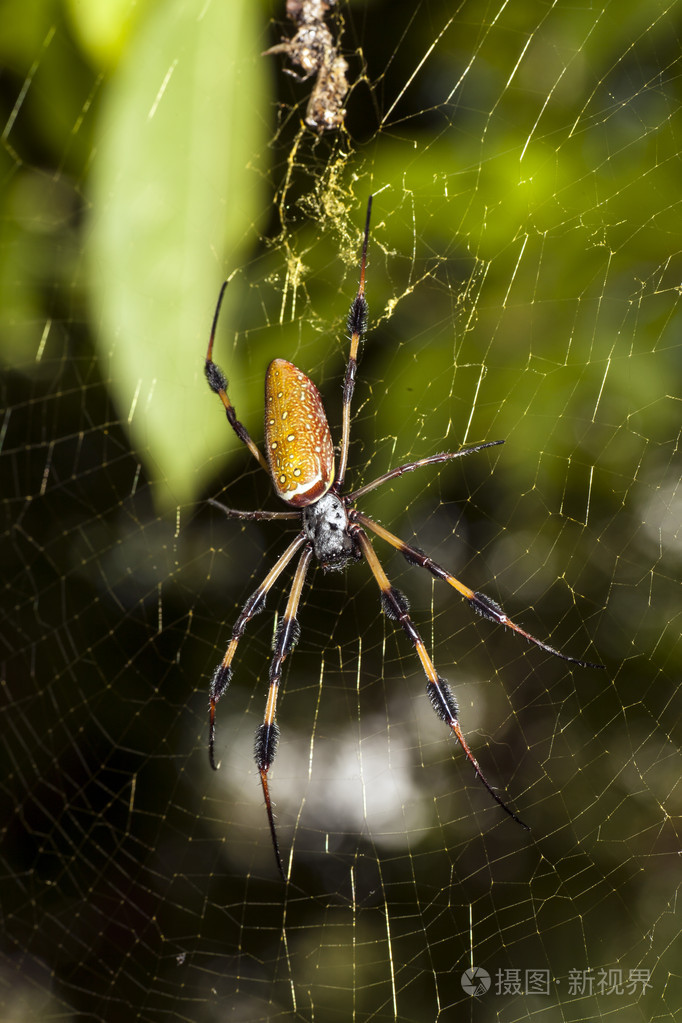 丝绸金色圆球韦弗蜘蛛
