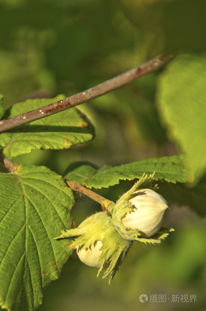 绿色鲜食榛子树上