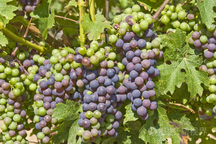 成熟在葡萄藤上的赤霞珠葡萄串