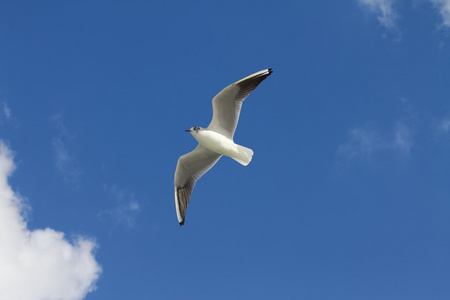 白鸟海鸥飞过海