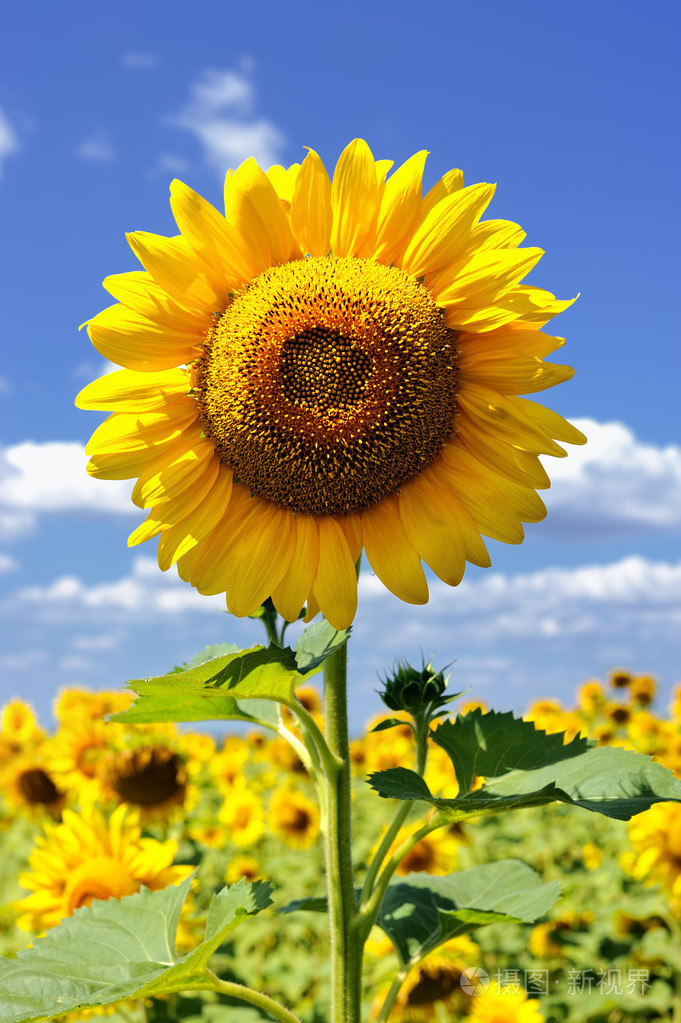 在该字段中的向日葵