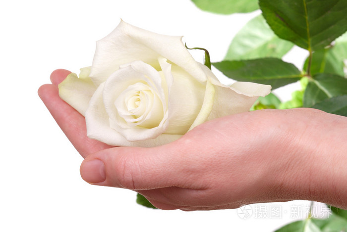 在女人手中的白玫瑰