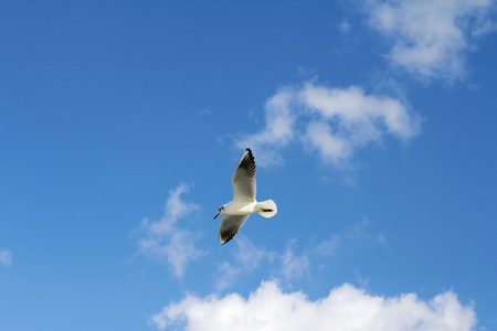 白鸟海鸥飞过海