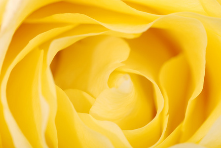 黄玫瑰的背景