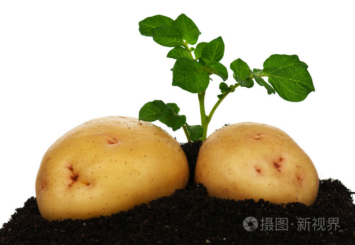 土豆发芽