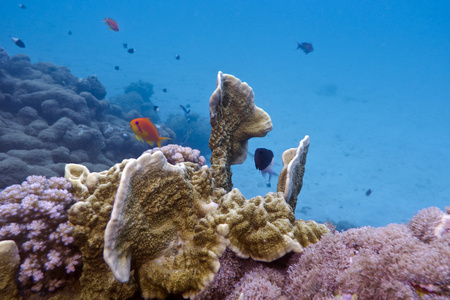 珊瑚礁与火珊瑚和外来鱼类